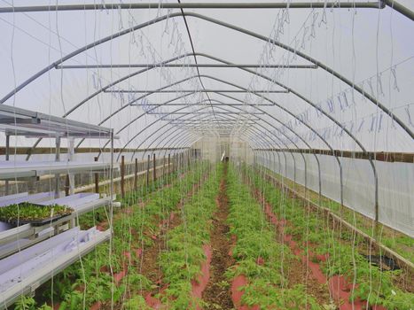 Poor Man's Green House with New Tomato Plants Growing
