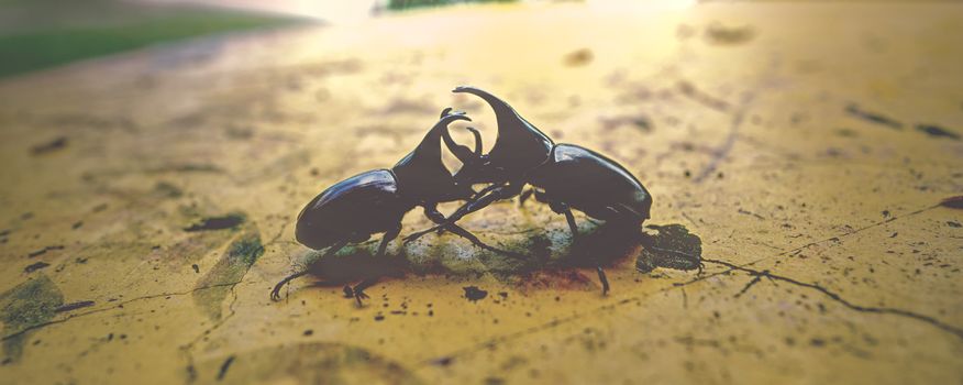 Two vintage beetles are fighting as a local sport in Thailand.