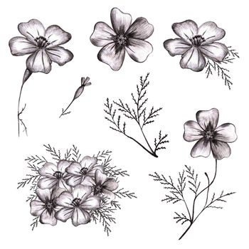 Set of Black and White Hand-Drawn Isolated Flower. Monochrome Botanical Plant Illustration in Sketch Style. Thin-leaved Marigolds for Print, Tattoo, Design, Holiday, Wedding and Birthday Card.