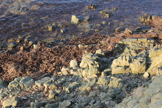 Texture of seaweed, rocks and sea on the shore in Alicante, Spain