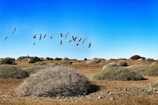 Flock of seagulls flying over Tabarca island in Alicante, Spain
