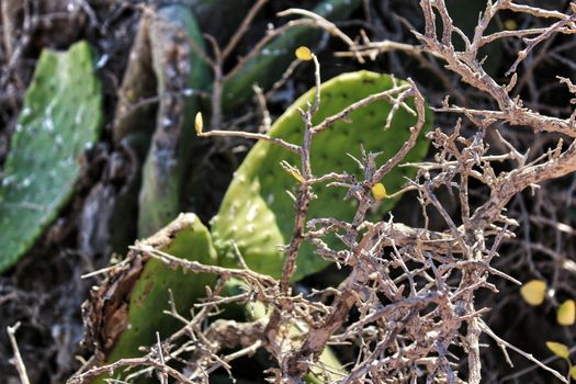 Dry plant texture and green cactus under the sun