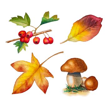 Some autumn inspired watercolor drawings, including some leaves, berries and mushrooms. Traditional watercolor illustration.