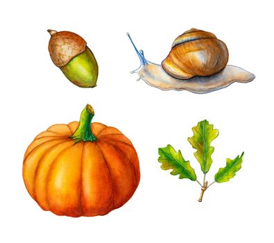 Some autumn inspired watercolor drawings, including some leaves, an acorn, pumpkin and a snail. Traditional watercolor illustration.