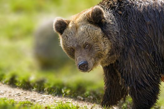 Big Brown bear at the nature meadow