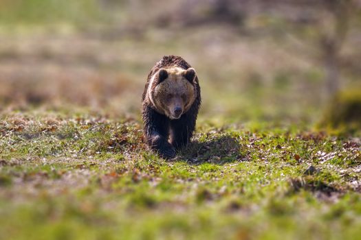 Big Brown bear at the nature meadow
