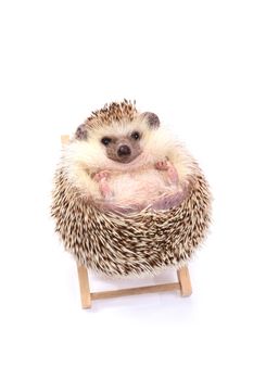 Little hedgehog sitting on beachchair like ball in white background.