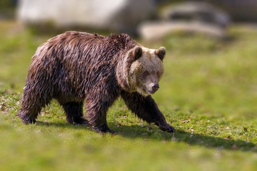 Big Brown bear at the nature meadow