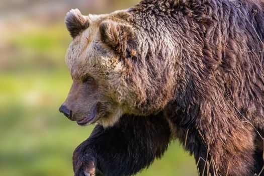 Big Brown bear at the nature meadow