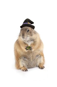 Cute prairie dog wearing black witch hat and snack in hand ready for halloween day on white background.