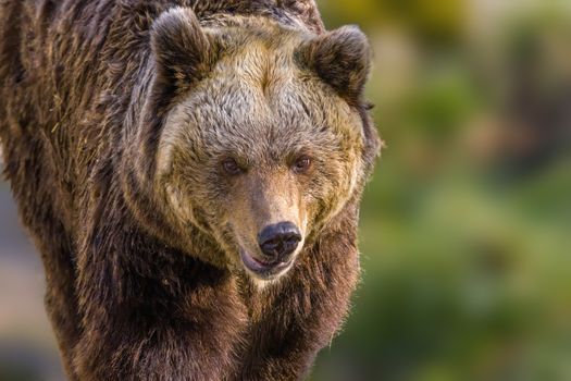 Big Brown bear at the nature meadow