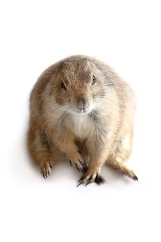 Little cute prairie dog sitting and looking up forward on white background.