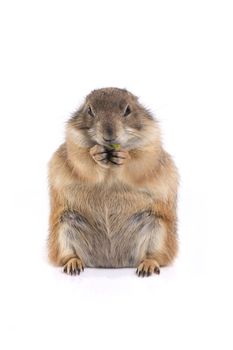 Little cute prairie dog sitting and enjoy eating on white background.