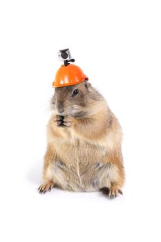 Funny prairie dog wearing safety helmet with action camera on top in white background.