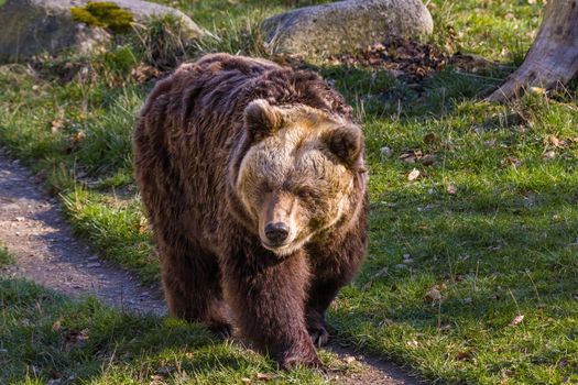 Big Brown bear at the nature meadow