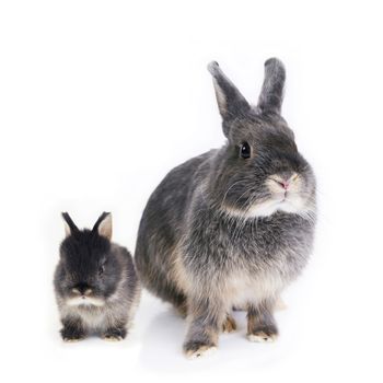 Two rabbits, mother and child, standing side by side on white background.