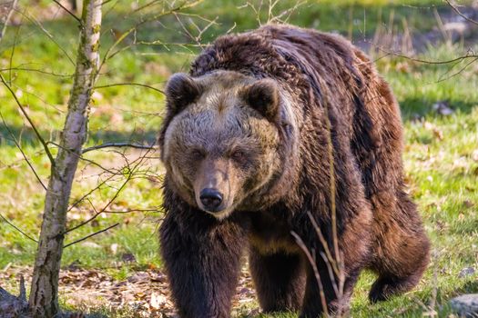 Big Brown bear at the nature meadow