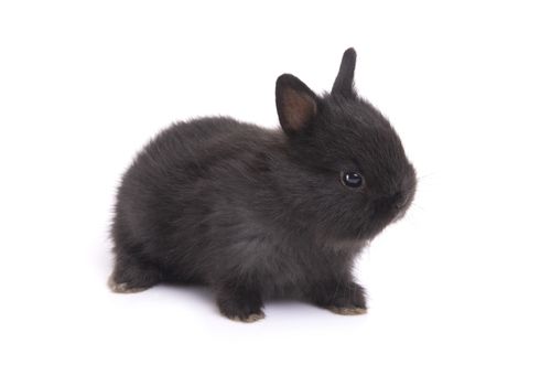 Side view of cute netherland dwarf baby rabbit on white background.