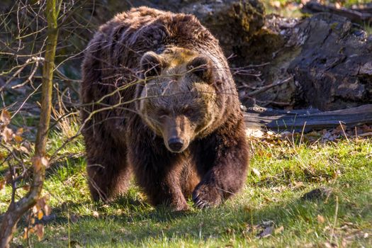 Big Brown bear at the nature meadow