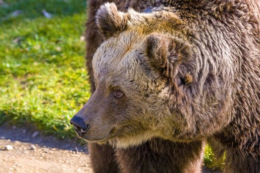 Big Brown bear at the nature meadow