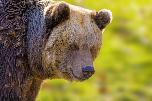 Big Brown bear at the nature meadow