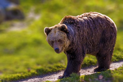 Big Brown bear at the nature meadow