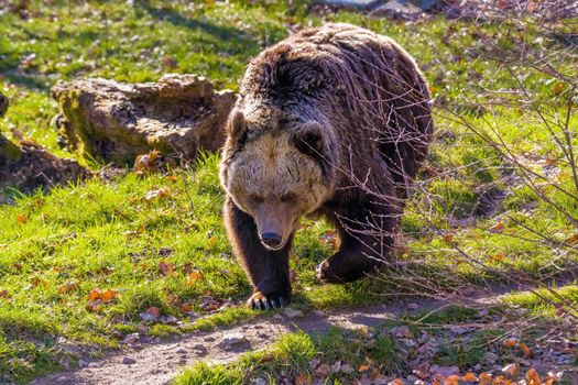 Big Brown bear at the nature meadow