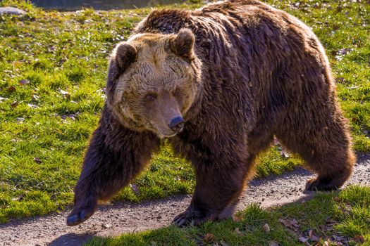 Big Brown bear at the nature meadow