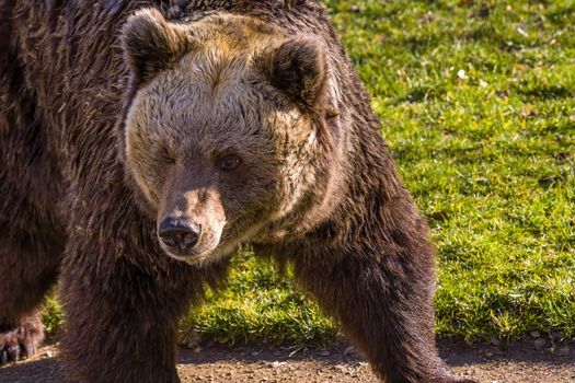 Big Brown bear at the nature meadow
