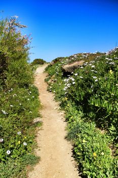 Path between green vegetation and flowers under blue sky in spring in Azenhas do Mar village, Lisbon, Portugal