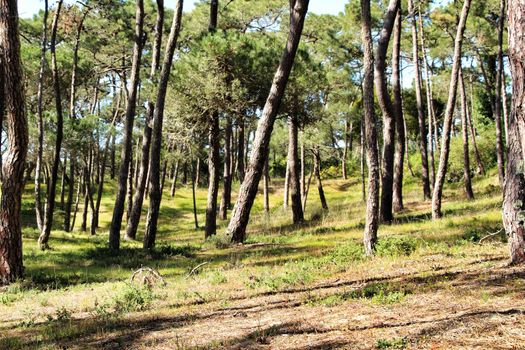 Colorful and leafy Pine forest in the mountain in spring