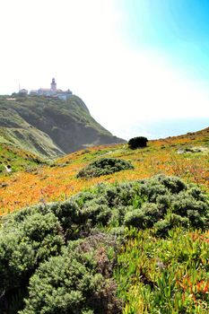 Beautiful Carpobrotus Edulis meadow in the mountains next to Cabo da Roca lighthouse in Portugal