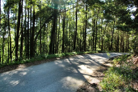 Road crossing leafy pine forest in Sintra Mountains in Lisbon, Portugal