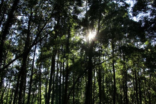 Beautiful leafy forest with colossal trees and soft sun rays in Sintra Mountains in Lisbon, Portugal