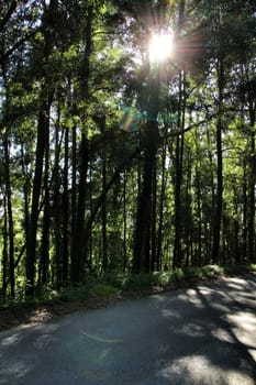 Road crossing leafy pine forest in Sintra Mountains in Lisbon, Portugal