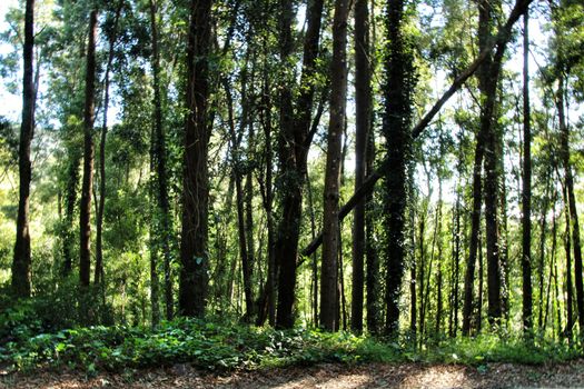Beautiful leafy forest with colossal trees and soft sun rays in Sintra Mountains in Lisbon, Portugal