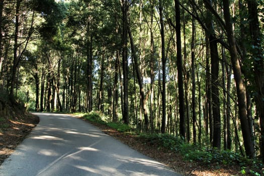 Road crossing leafy pine forest in Sintra Mountains in Lisbon, Portugal