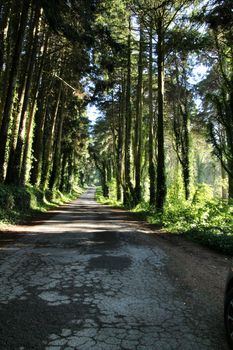 Road crossing leafy pine forest in Sintra Mountains in Lisbon, Portugal