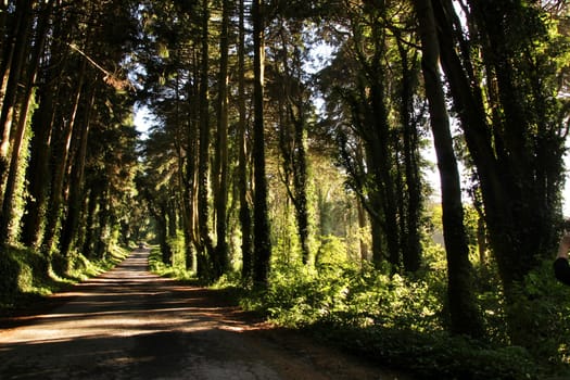 Road crossing leafy pine forest in Sintra Mountains in Lisbon, Portugal