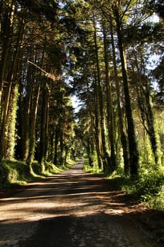 Road crossing leafy pine forest in Sintra Mountains in Lisbon, Portugal