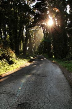 Road crossing leafy pine forest in Sintra Mountains in Lisbon, Portugal