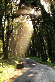 Road crossing leafy pine forest in Sintra Mountains in Lisbon, Portugal