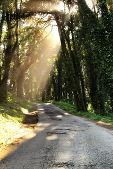 Road crossing leafy pine forest in Sintra Mountains in Lisbon, Portugal