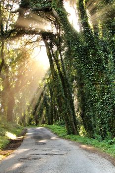 Road crossing leafy pine forest in Sintra Mountains in Lisbon, Portugal