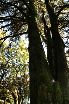 Beautiful leafy forest with colossal trees and soft sun rays in Sintra Mountains in Lisbon, Portugal