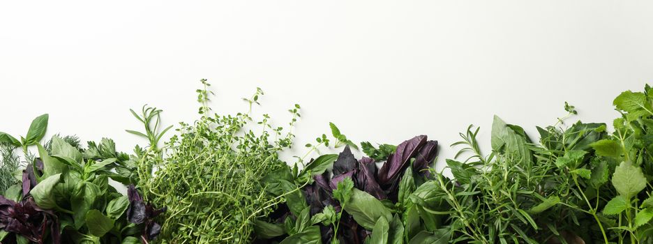 Different herbs on white background, space for text