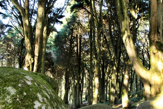 Beautiful leafy forest with colossal rock formations and majestic trees with soft sun rays in Sintra Mountains in Lisbon, Portugal