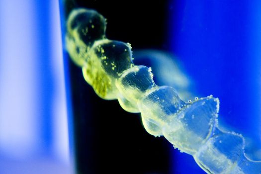 Invisible dental orthodontic submerged in water for cleaning