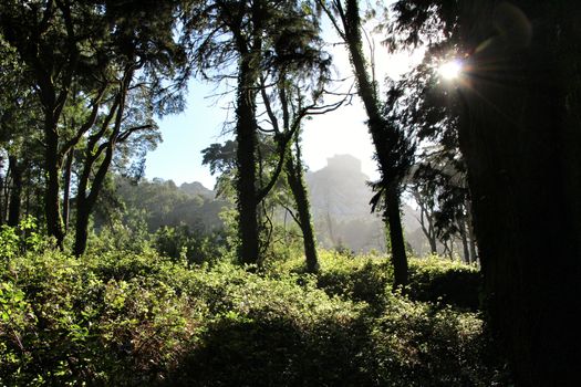 Beautiful leafy forest with colossal trees and soft sun rays in Sintra Mountains in Lisbon, Portugal