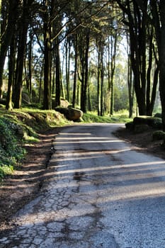 Road crossing leafy pine forest in Sintra Mountains in Lisbon, Portugal